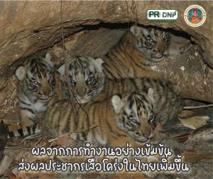 6 กุญแจการอนุรักษ์-เพิ่มประชากรเสือโคร่งไทย พื้นที่ ขสป.ทุ่งใหญ่นเรศวร-ห้วยขาแข้ง พบมากที่สุด