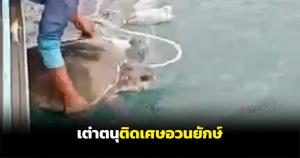 หนึ่งชีวิตก็มีค่า! ชาวประมงตรังช่วยเต่าตนุติดเศษอวนยักษ์กลางอันดามัน