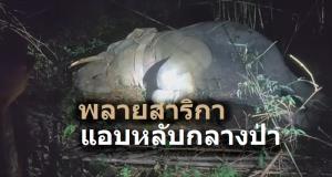 ตามส่อง "พลายสาริกา" แอบหลับกลางป่า คืนก่อนวันพระใหญ่ [ชมคลิป]