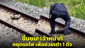 ชื่นชม! เจ้าหน้าที่รถไฟหยุดรถ เพื่อช่วยเต่าที่นอนหงายท้องอยู่ บนรางรถไฟ (ชมคลิป)