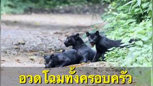ป่าอุดมสมบูรณ์! "เสือดำ" อวดโฉมทั้งครอบครัวในอุทยานฯ แก่งกระจาน