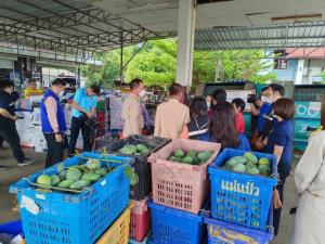 “พาณิชย์”ดึงห้างท้องถิ่นซื้อ “มะม่วงเขียวมรกต” ดันราคาพุ่งกระฉูด