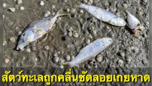 น่าสงสาร! สัตว์ทะเลถูกคลื่นซัดลอยเกยหาดบางแสน หลังเกิดปรากฏการณ์แพลงก์ตอนบลูม