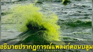“ดร.ธรณ์” อธิบายปรากฏการณ์แพลงก์ตอนบลูม ชี้เรายังทำความรู้จักกับยุคโลกร้อนทะเลเดือดได้ไม่พอ