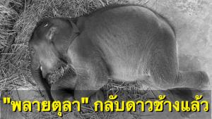 เศร้า! "พลายตุลา" ลูกช้างพลัดหลงแม่ กลับดาวช้างอย่างสงบแล้ว