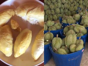 “พาณิชย์” ขึ้นทะเบียน “ทุเรียนทองผาภูมิ” เป็น GI รายการใหม่