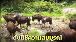 อุทยานฯ เผยภาพความสวยงามของฝูงกระทิงป่าหากินในเขตรักษาพันธุ์สัตว์ป่าตะเบาะ-ห้วยใหญ่