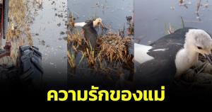 ตื้นตัน! คนขับรถไถเมตตา "นกน้อย" หลังกางปีกปกป้องครอบครัวจากรถไถ