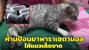สัตวแพทย์วอน! อย่าป้อนพาราเซตามอลให้แมวเด็ดขาด อันตรายมีพิษต่อแมวถึงแก่ชีวิตได้ (ชมคลิป)