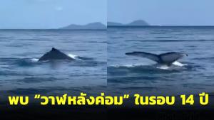 ฮือฮา! พบ "วาฬหลังค่อม" เป็นครั้งที่ 2 โผล่กลางทะเลภูเก็ตในรอบ 14 ปี