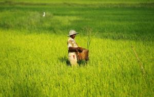 พม่าวางแผนจำกัดการส่งออกข้าวชั่วคราวคุมราคาในประเทศ