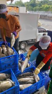 แม็คโครเคียงข้างเกษตรกรไทย จับมือพาณิชย์และประมงจังหวัดสงขลา  รับซื้อปลากะพงกว่า 30,000 กิโลกรัมจากภาคใต้ แก้ปัญหาราคาตกต่ำ