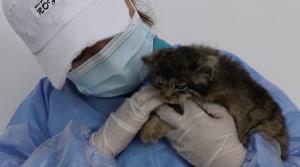 ชมคลิป นทท.ช่วย ‘ลูกแมวพัลลัส’ สัตว์คุ้มครองสุดน่ารักในทิเบต