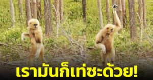 เรามันก็เท่ซะด้วย! เผยภาพ "ชะนีมือขาว" จากสถานีเพาะเลี้ยงสัตว์ป่าเขาสน ยืนโพสท่าสุดปัง