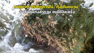 หาดูยาก! ปรากฏการณ์ “กุ้งเดินขบวน” อันซีนคู่แก่งลำดวน ชมได้ปีละครั้ง