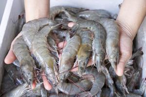 ฟื้น “กุ้งไทย” ช่วยเศรษฐกิจชาติ