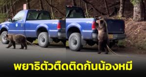 ขนลุก! น้องหมีมีเส้นสีขาวติดที่ก้นเดินไปมา ที่แท้คือพยาธิตัวตืด (ชมคลิป)