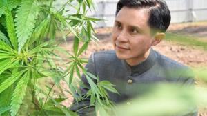 "ปานเทพ" ขอ "ชลน่าน" คิดให้รอบคอบ หากจะคืนบางส่วน "กัญชา" เป็นยาเสพติด หวั่นกระทบวงกว้าง