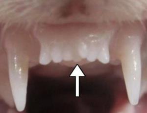 ตัวแรกของโลก! สตาร์ทอัปญี่ปุ่นพัฒนายาช่วยให้ฟันงอกใหม่ได้&amp;#8203;