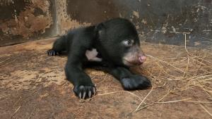 (คลิป) น่ารักมาก สวนสัตว์โคราชปลื้มเปิดตัว “ลูกหมีหมา” สมาชิกใหม่ สัตว์ป่าคุ้มครองใกล้สูญพันธุ์