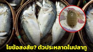 “หมอแล็บ” ไขปริศนา? ตัวประหลาดในปลาทูที่แท้คือ ไอโซพอด กินได้ถ้าสุกแล้ว