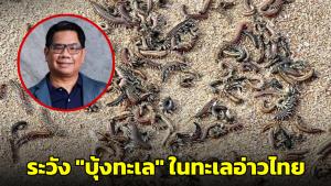 ดร.ธรณ์ เตือนระวัง "บุ้งทะเล" ในทะเลอ่าวไทย หากโดนจะมีอาการแสบคันคล้ายโดนหนอนบุ้งผีเสื้อ