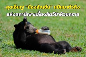 สุดเอ็นดู! “น้องอัญชัน” หมีหมาตัวตึงแห่งสถานีเพาะเลี้ยงสัตว์ป่าห้วยทราย