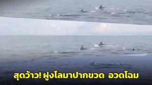 สุดว้าว! อุทยานเผยภาพฝูงโลมาปากขวดเล่นน้ำอวดโฉมอุทยานฯ หมู่เกาะสุรินทร์