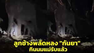 ภาพนาที! ลูกช้างพลัดหลง "กันยา" กินนมแม่รับแล้ว หลังปรับตัวมา 2 วัน (ชมคลิป)