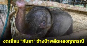 กรมอุทยานฯ ประกาศงดเยี่ยม "กันยา" ช้างป่าพลัดหลงทุกกรณี เนื่องจากลูกช้างอยู่ระหว่างการกักโรค