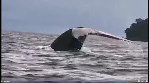 วาฬสีน้ำเงิน พี่ใหญ่มาเยือนทะเลไทยฝั่งอันดามัน เป็นครั้งที่ 4 แถวหมู่เกาะสุรินทร์