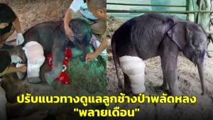 แห่ส่งกำลังใจ! หลังทีมสัตวแพทย์ฯ ปรับแนวทางดูแลลูกช้างป่าพลัดหลง "พลายเดือน"
