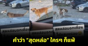 แพ้คำนี้!หนุ่มเรียกสุนัข "สุดหล่อ" บอกเพื่อให้หลบจากที่จอดรถ ก่อนลุกขึ้นเคลียร์งานอย่างเร็ว