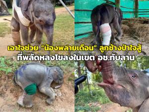 เอาใจช่วย “น้องพลายเดือน” ลูกช้างป่าใจสู้ ที่พลัดหลงโขลงในเขต อช.ทับลาน
