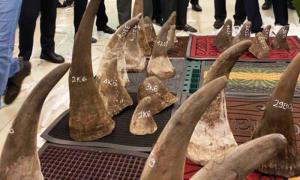 เวียดนามตัดสินจำคุกผู้ต้องหาลอบค้างาช้าง-นอแรดนาน 12 ปี