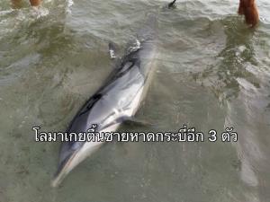 เจออีก 3 ตัวโลมาเกยตื้นชายหาดกระบี่ นักท่องเที่ยวช่วยอุ้มลงทะเลปลอดภัย