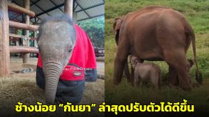 เผยภาพความน่ารัก ช้างน้อย “กันยา” ล่าสุดปรับตัวได้ดีขึ้นแล้ว (ชมคลิป)
