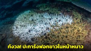 ดร.ธรณ์ห่วง! "ปะการังฟอกขาวในหน้าหนาว" ชี้เป็นสิ่งที่ไม่เคยเจอในทะเลไทย