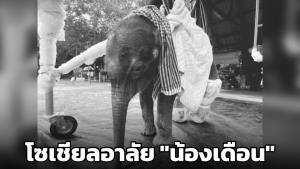 โซเชียลอาลัย! “น้องเดือน" ลูกช้างป่าพลัดหลงทับลาน จากไปอย่างสงบแล้ว
