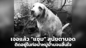 เจอแล้ว “แซม” สุนัขตาบอด ที่เจ้าของตามหา ติดอยู่ในท่อน้ำหมู่บ้านจนสิ้นใจ