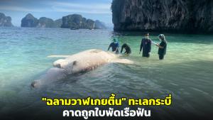 กรมทะเลชายฝั่งฯ เผยผลสอบ "ฉลามวาฬเกยตื้น" ทะเลกระบี่ คาดถูกใบพัดเรือฟัน