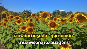 แจกพิกัดถ่ายรูปกับ “ทุ่งทานตะวัน” บานสะพรั่งกลางสวนจตุจักร