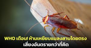 WHO เตือน! ห้ามเหยียบแมลงสาบโดยตรง เสี่ยงอันตรายกว่าที่คิด