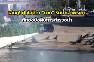 เอ็นดู! ฝูงไอ้ต้าว “นาก” เดินดุ๊กดิ๊กขึ้นฝั่งริมน้ำเจ้าพระยา ที่กองบังคับการตำรวจน้ำ