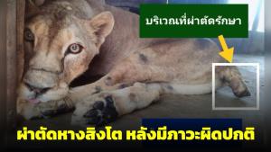 ทีมสัตวแพทย์บึงฉวากผ่าตัดศัลยกรรมหางสิงโต หลังพบภาวะผิดปกติกัดแทะหางตัวเอง