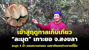 (ชมคลิป) เข้าสู่ฤดูกาลเก็บเกี่ยว “ละมุด” เกาะยอ จ.สงขลา ละมุด 3 น้ำ หอมหวานกรอบ รสชาติแตกต่างจากที่อื่น