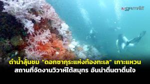 (ชมคลิป) ดำน้ำลุ้นชม “ดอกซากุระแห่งท้องทะเล” เกาะแหวน สถานที่จัดงานวิวาห์ใต้สมุทรอันน่าตื่นตาตื่นใจ