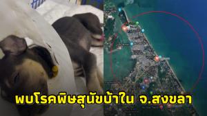 พบสุนับติดเชื้อพิษสุนัขบ้าตาย ในพื้นที่ จ.สงขลา เตือนประชาชนในพื้นที่ระมัดระวัง