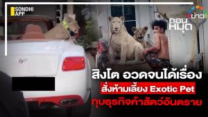 สิงโต อวดจนได้เรื่อง สั่งห้ามเลี้ยง Exotic Pet ทุบธุรกิจค้าเสือสิงห์