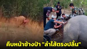 หมอล็อต เผยคืบหน้ารับช้างป่าบาดเจ็บ มีภาวะ "ลำไส้ตรงปลิ้น" เพื่อนำไปรักษา